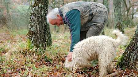 Man and dog hunt for truffles in Italy.