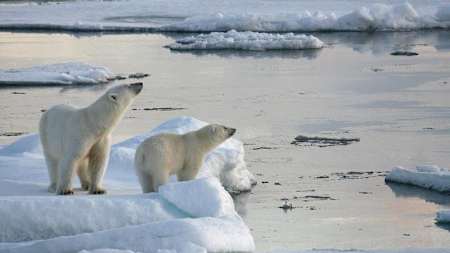 Una pareja de osos polares en Noruega.