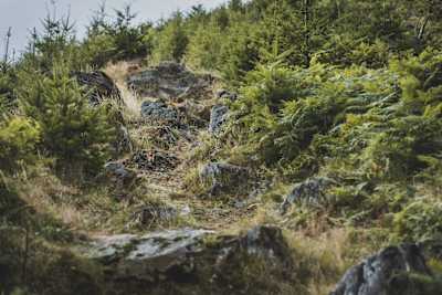 Red Bull Hardline 2022: Course guide in pictures