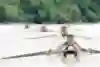 Rowers take part in a race.