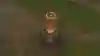 Image of a Ward in League of Legends.