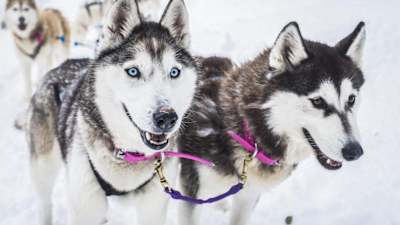 Husky dogs in Sweden.