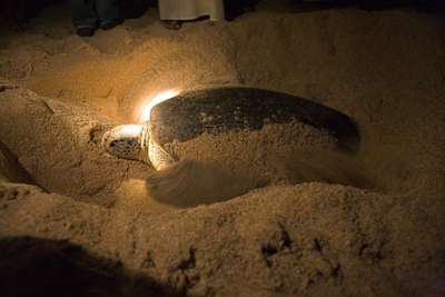 Uma tartaruga marinha faz um ninho na areia em Ras al-Jinz, Omã