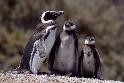 Grupo de Pingüinos en la Península de Valdés, Argentina.
