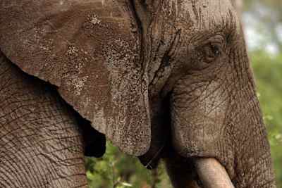 Elefante africano.