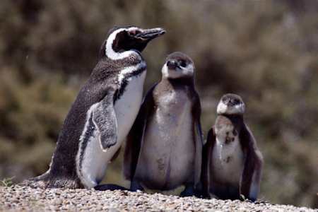 Penguins huddle together on Peninsula Valdes, Argentina.