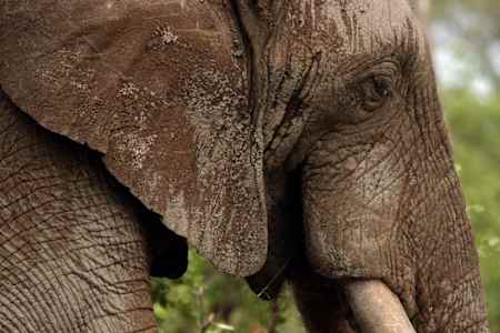 Close up of an African Elephant.