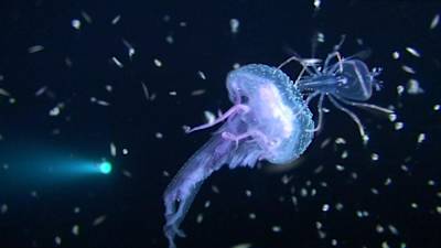 A deep ocean bioluminescent creature as seen at the Pelagic Magic dive location in Kona, Hawaii.