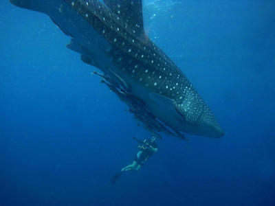 Snorkel with these gentle giants in Djibouti.