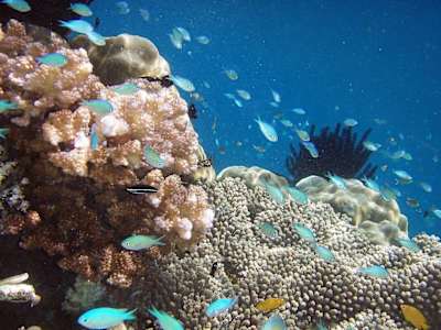 Fish seen swimming among coral in Raja Ampat.