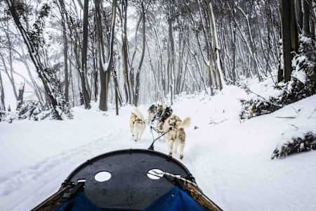 Sled being pulled along by huskies in snowy forest.