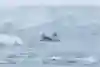 The Impossible Row in Antartica