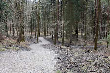 Forest of Dean mountain bike trails