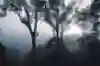 James Aldred hanging high on a tree.