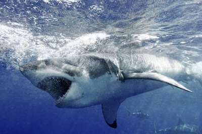 Great white sharks do most of their feeding at the surface of the water