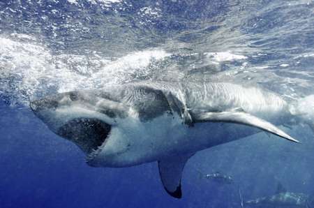 Great white sharks do most of their feeding at the surface of the water