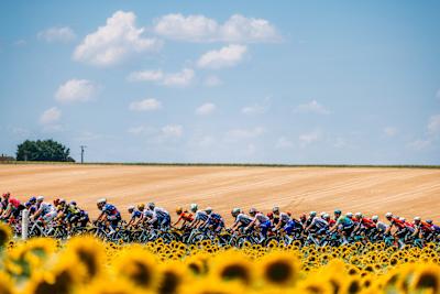 Le peloton traverse un champ de tournesols sous un ciel bleu éclatant lors du Tour de France.