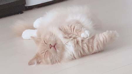 愛猫のむーちゃんこと、こむぎちゃん。