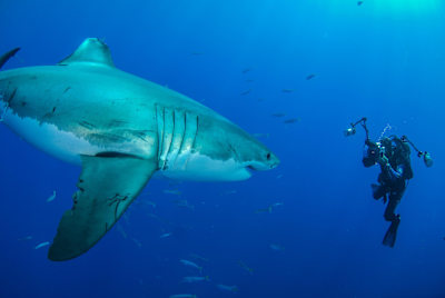 How the got the shot, animal-style.