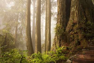 Wunderschöne Mammutbäume in Kalifornien