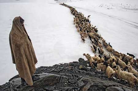 Pastore sul Thamsar Pass, India