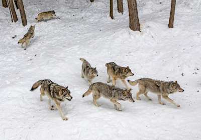 A pack of wolves prowl across snowy terrain.