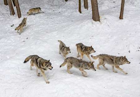 A pack of wolves prowl across snowy terrain.
