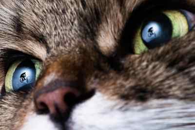 Erik Orgo, through the eyes of Jaanus Ree's cat