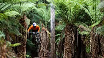 Matt Jones navigates through lush ferns at Red Bull Hardline 2024 mountain bike event in Maydena Bike Park, Australia