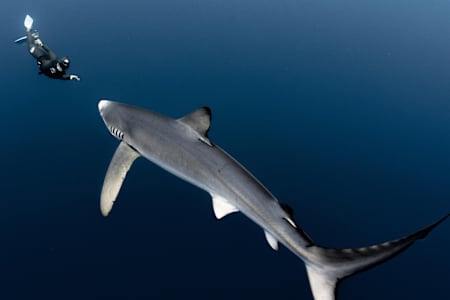 Marianne Aventurier in apena con una verdesca