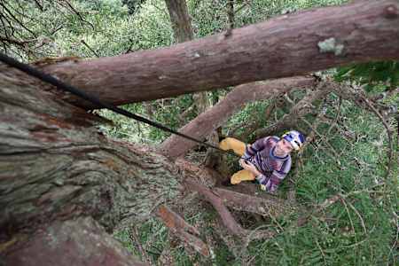 Climber Chris Sharma ascends a Giant Redwood tree.