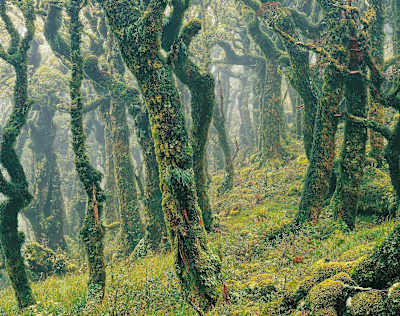 Der Goblin Forest (Koboldwald) in Neuseeland