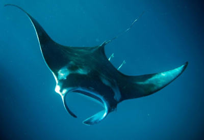 Manta rays have top speeds of up to 25km per hour