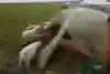A herd of baby goats and sheeps testing out the strength of a tent in Mongolia.