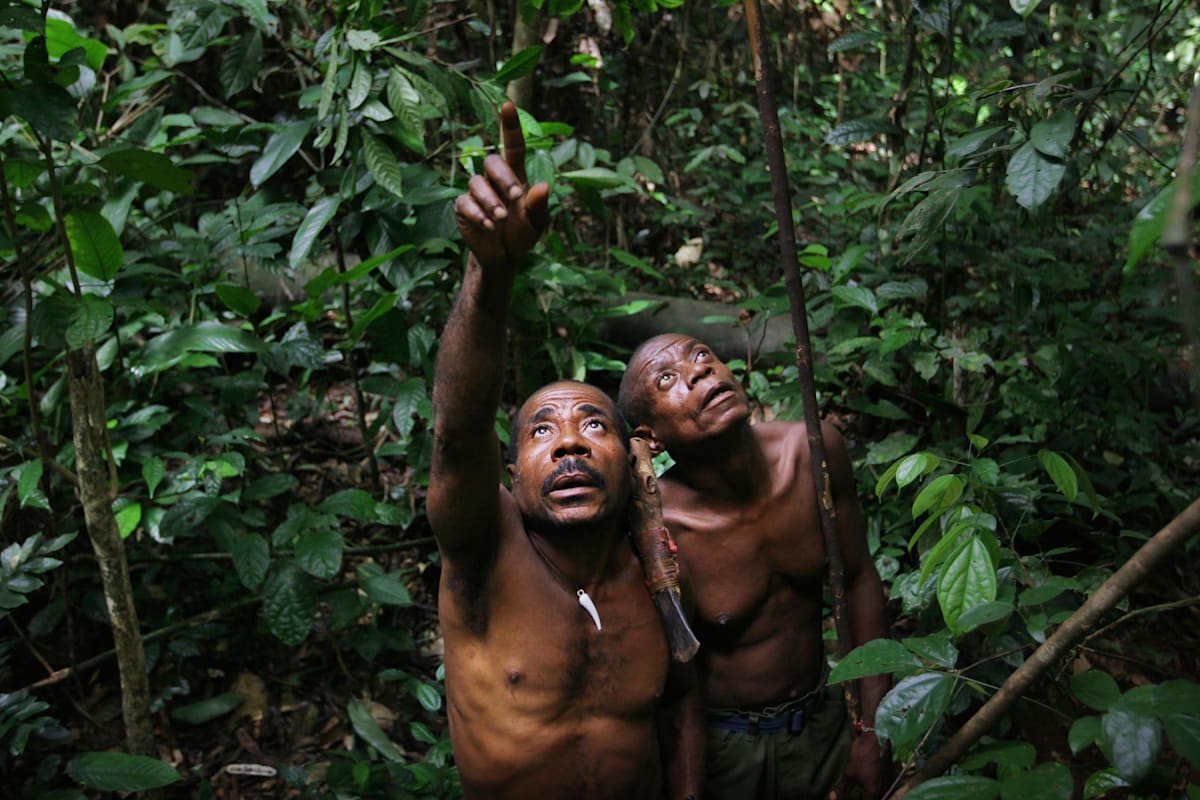 Bayaka Honey Gatherers looking for bee nests