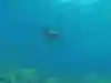 Moken man hunting fish