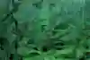 ハワイのシダの森