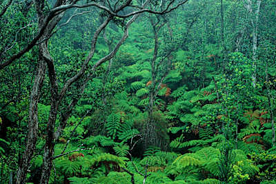 Ein Farnwald in Hawaii