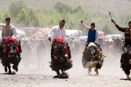 Course de Yak au Tibet au Horse Racing Festival.