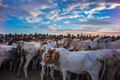 Los toros listos para el ritual.