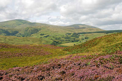 Purple heathland in the Lake District, UK
