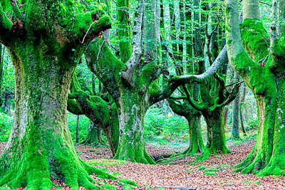 Naturpark Gorbeia in Spanien