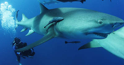 Nobody has ever managed to film or witness great white sharks breeding