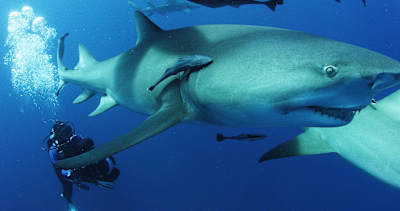 Découvrez comment nager avec des grands requins blanc avec le photographe sous-marin Will Allen.