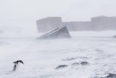 Un pingouin en Antarctique