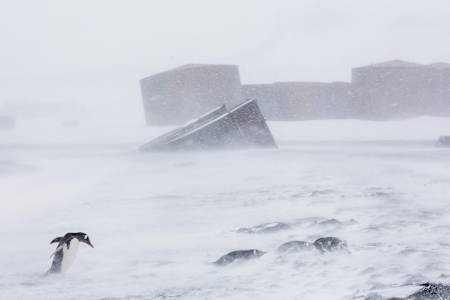 Ein Pinguin kämpft gegen den extremen Wind in der Antarktis