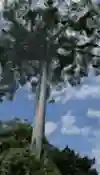 Person climbs a Ceiba tree in Panama.