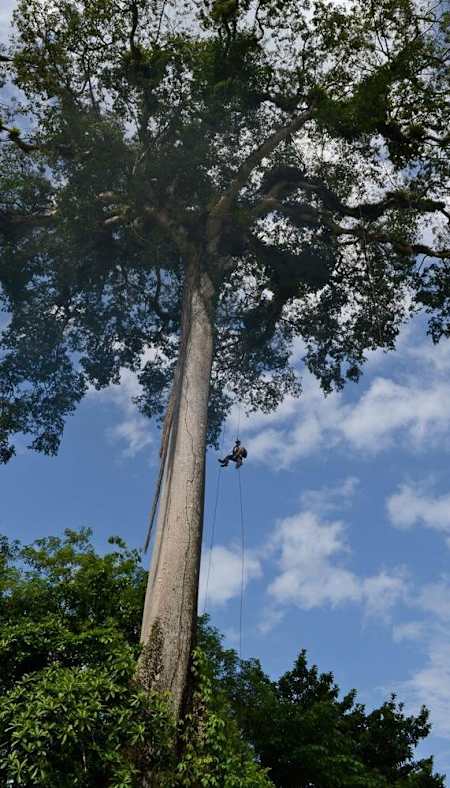 Person climbs a Ceiba tree in Panama.