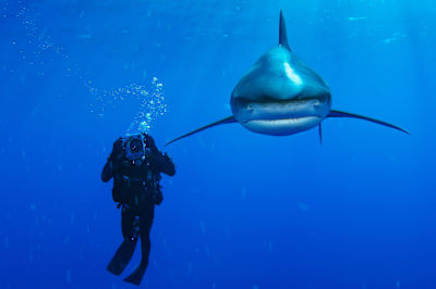 An oceanic whitetip shark swims past a diver in the open Pacific ocean