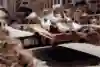 Flying carpets are a real thing, apparently